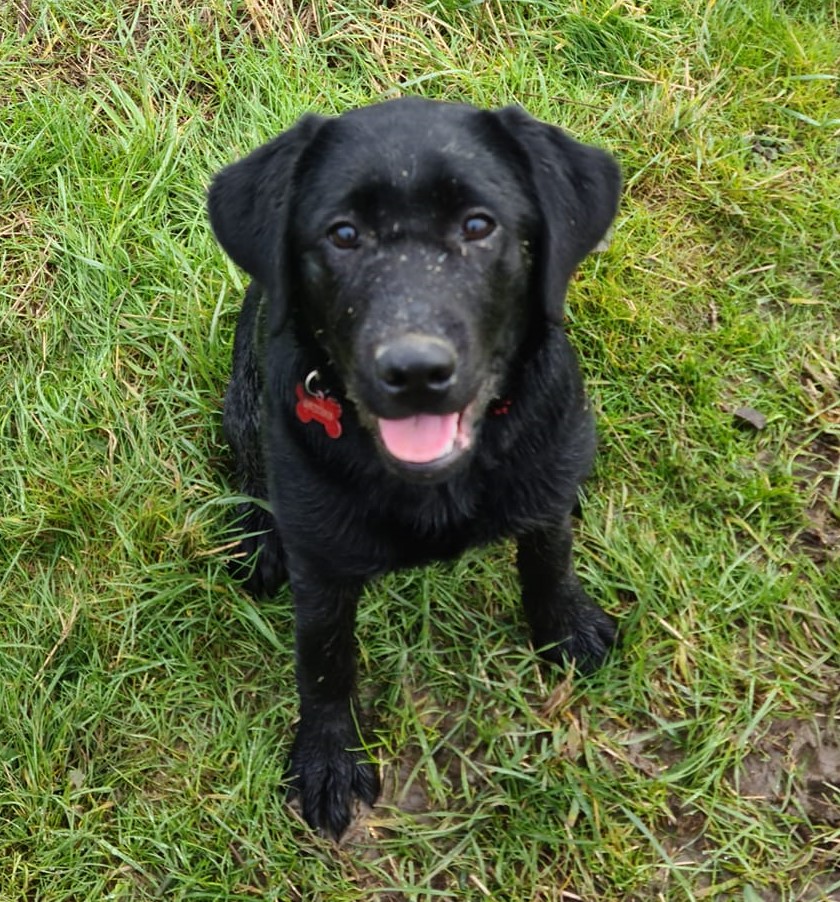 Black Lab Puppy