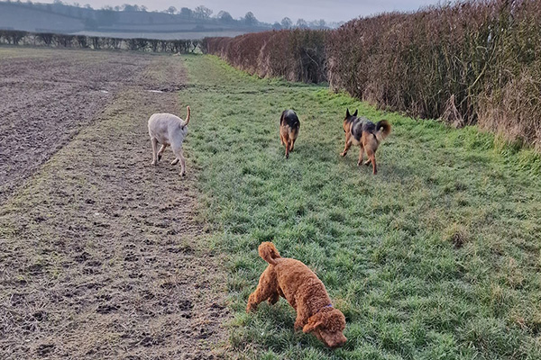 dogs walking at melton country park